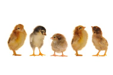 Five chick. clipart