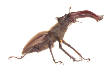 Stag beetle üzerinde beyaz izole