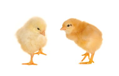 Chicks clipart