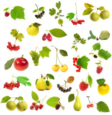 Fruit with a leaflet clipart