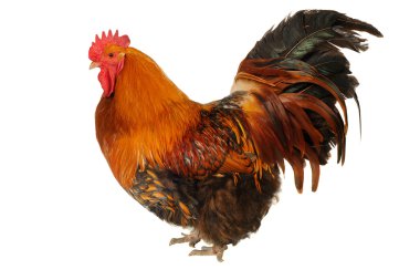 Red cock clipart