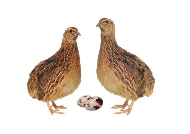 Quail clipart