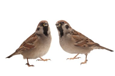 Two sparrow clipart