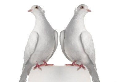 iki güvercin