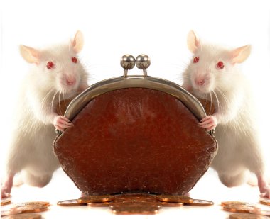 Two rat on a white background clipart