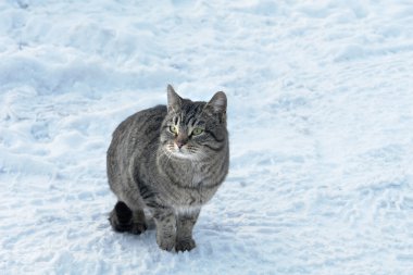 beyaz zemin üzerine chinchilla kedi