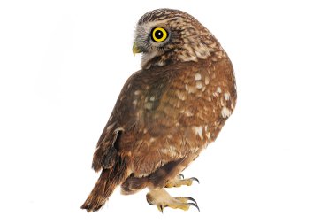 Brownie horned owl on a white background clipart