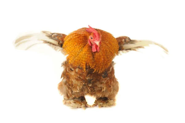Ayam — Stok Foto