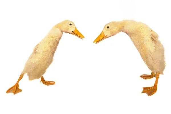 Duck on a white background — Stock Photo, Image