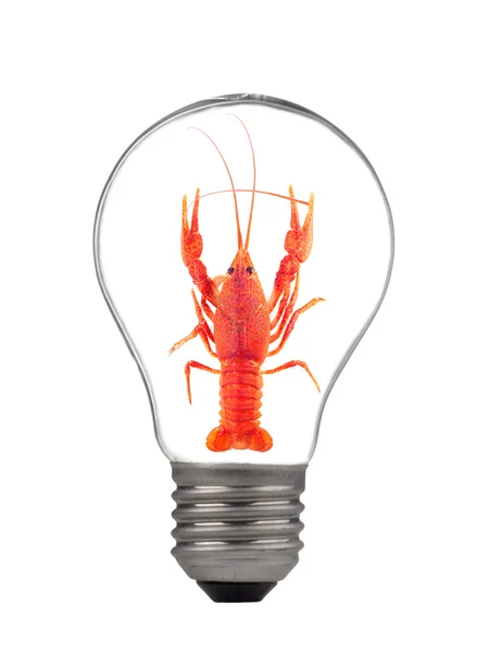 Crayfish — Stock Photo, Image