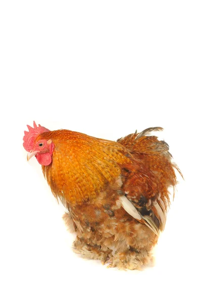 Cock — Fotografie, imagine de stoc