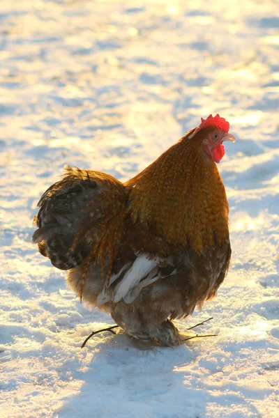 stock image Cock