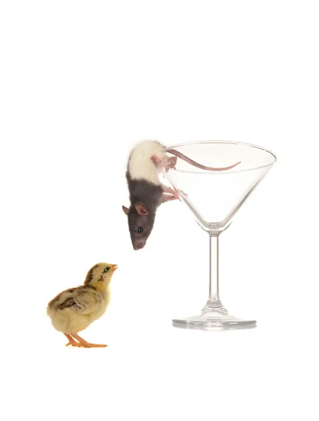 Rat and chick — Stock Photo, Image