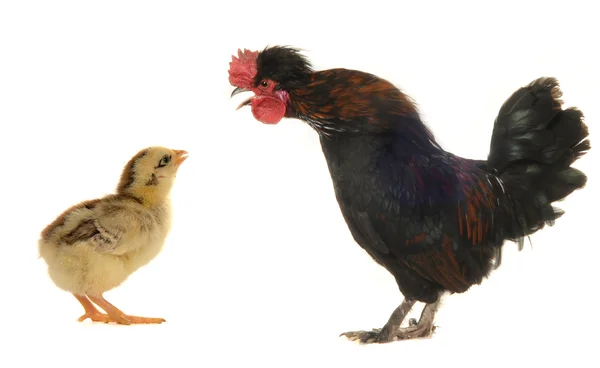 Black cockand chick — Stock Photo, Image