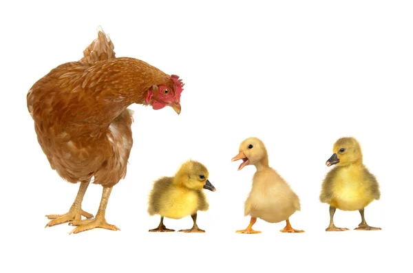Patos de galinha e galinha — Fotografia de Stock