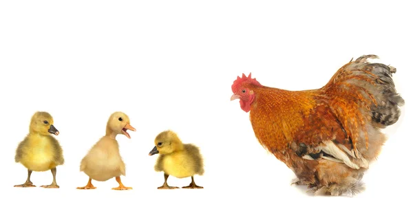 Polla y pollo patos — Foto de Stock