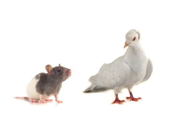 Rat et colombe în un fond blanc — Photo