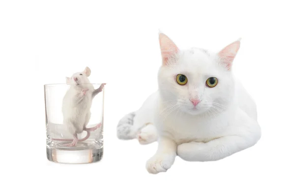 Beyaz kedi ve fare beyaz zemin üzerine — Stok fotoğraf