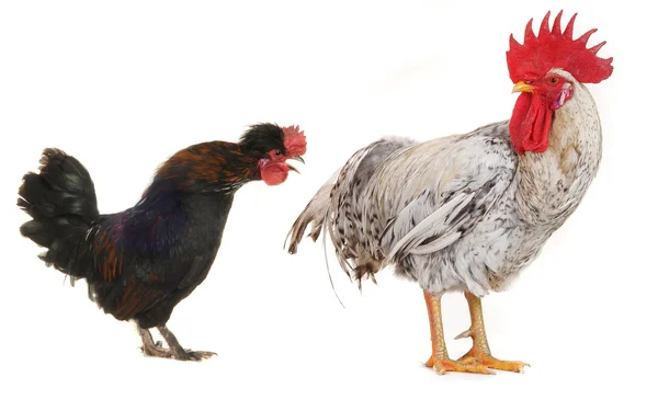 White cock — Stock Photo, Image