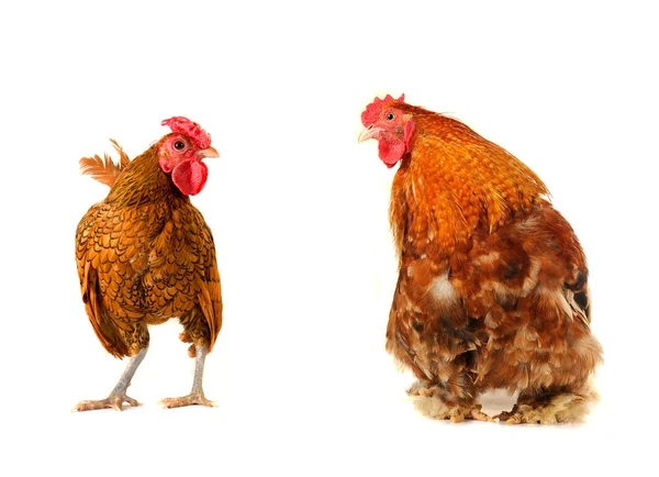 Cocks — Stock Photo, Image