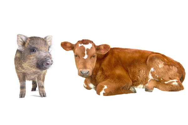 Küçük domuz ve — Stok fotoğraf