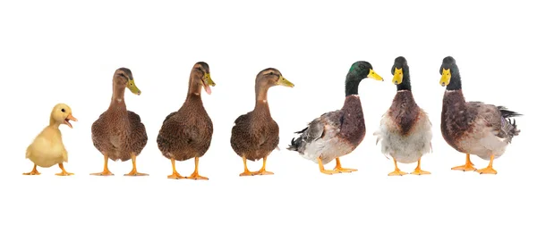 stock image Ducks