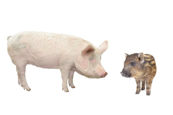 白い背景の上の豚 — ストック写真