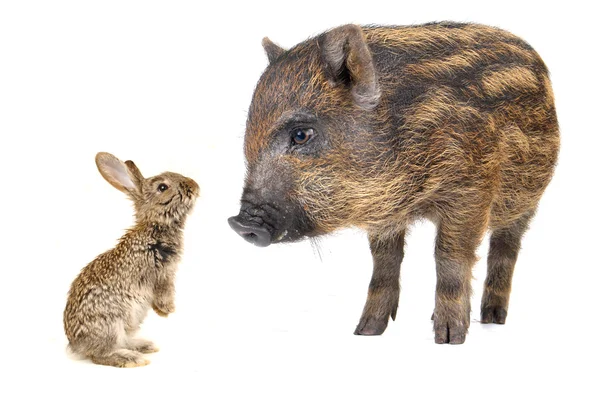 豚と灰色のウサギ — ストック写真