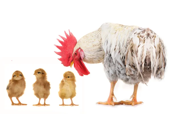 Kycklingar och kuk — Stockfoto