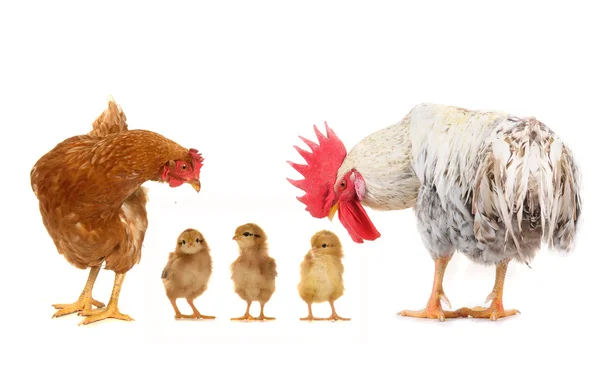 Chicks and cock — Stock Photo, Image