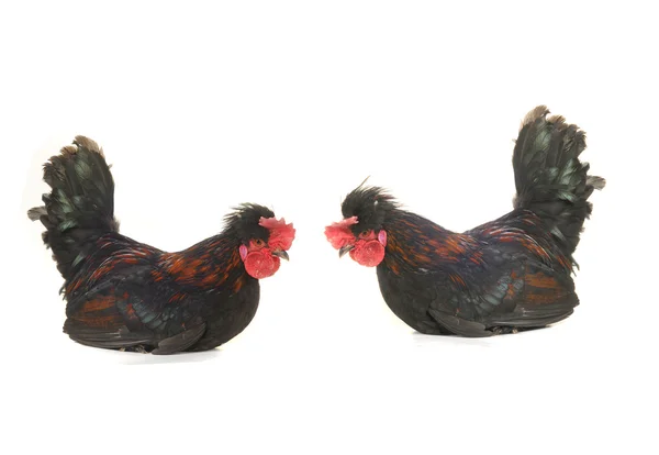 Cocks — Stock Photo, Image