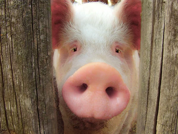 大きな豚 — ストック写真