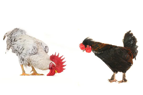 Цыпленок и белый петух — стоковое фото