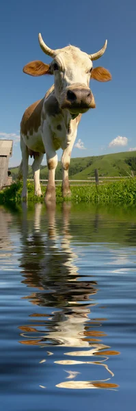 Vaca em um fundo verde — Fotografia de Stock
