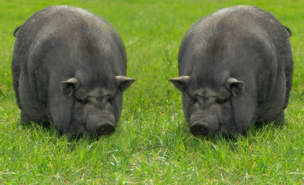 Büyük domuz — Stok fotoğraf