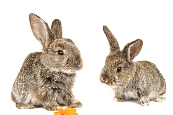 Graue Kaninchen — Stockfoto