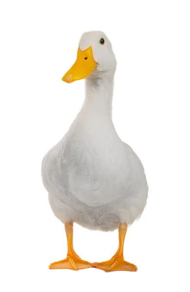 Biała kaczka — Zdjęcie stockowe