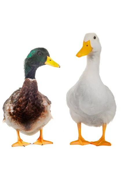 Duck white — Stock Photo, Image