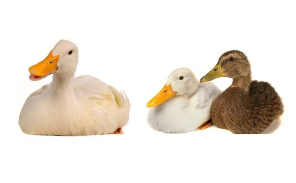 Ducks — Stock fotografie
