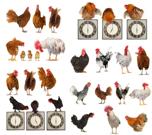 Twintig rassen van hanen op een witte achtergrond — Stockfoto