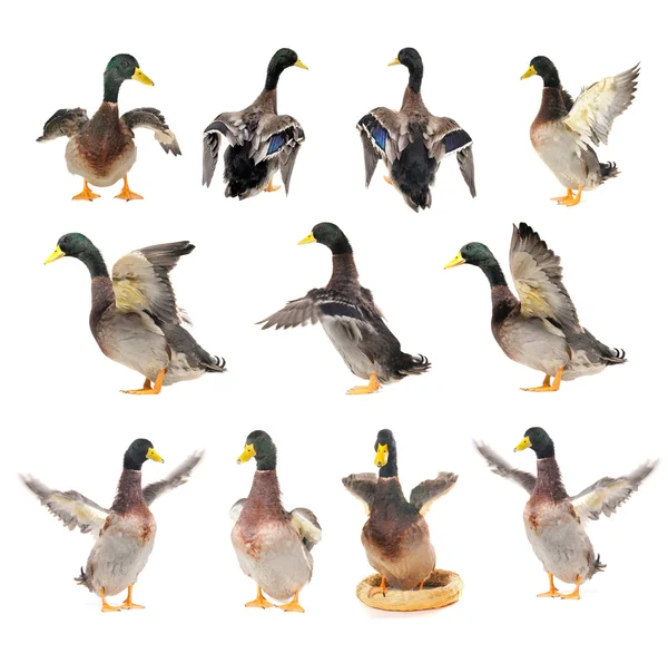 Ducks — Stock Photo, Image
