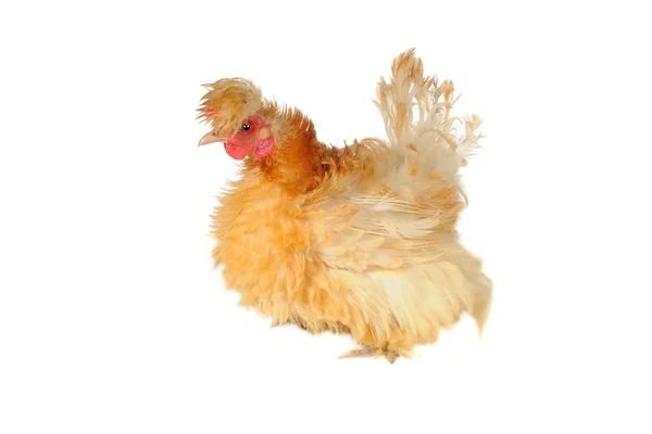 Rasowy kura — Zdjęcie stockowe
