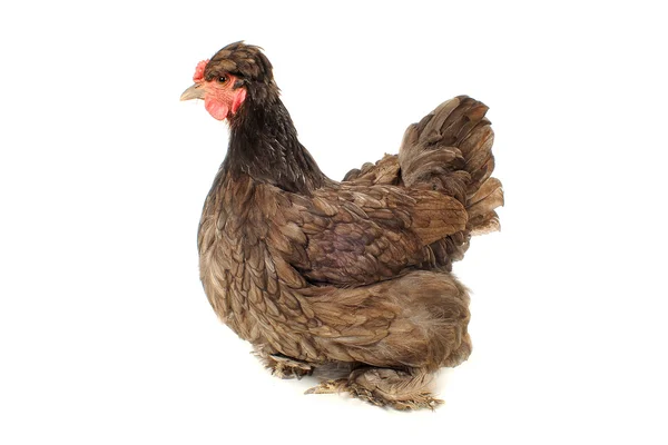 Rasowy kura — Zdjęcie stockowe
