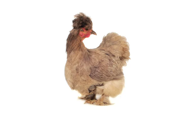 Thoroughbred hen — Stock Photo, Image