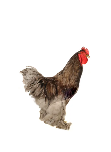 White cock — Stock Photo, Image