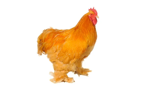 Thoroughbred brown cock — Stock Photo, Image