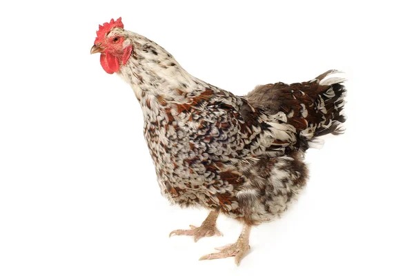 Породистая курица — стоковое фото