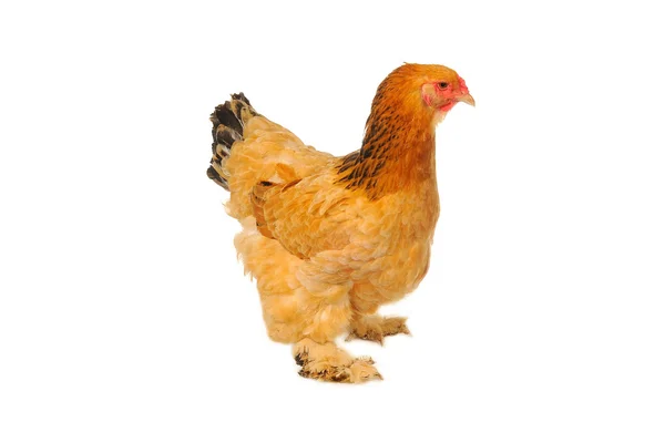 Thoroughbred hen — Stock Photo, Image
