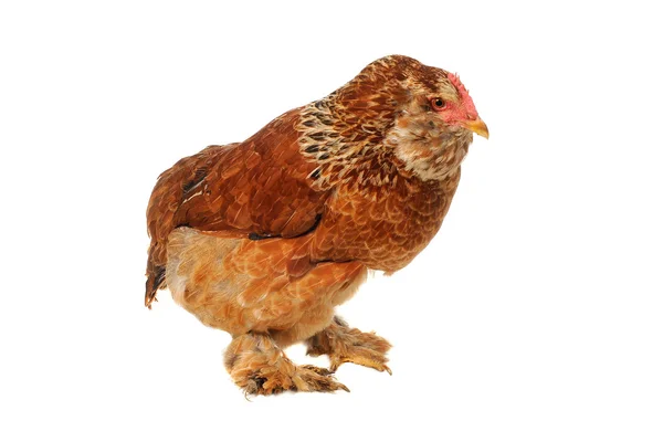 纯种的母鸡 — 图库照片