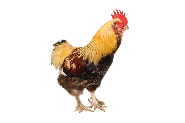 Thoroughbred brown cock — Stock Photo, Image